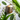 Carby Musk Foaming Sugar Scrub - A'Ola Lux
